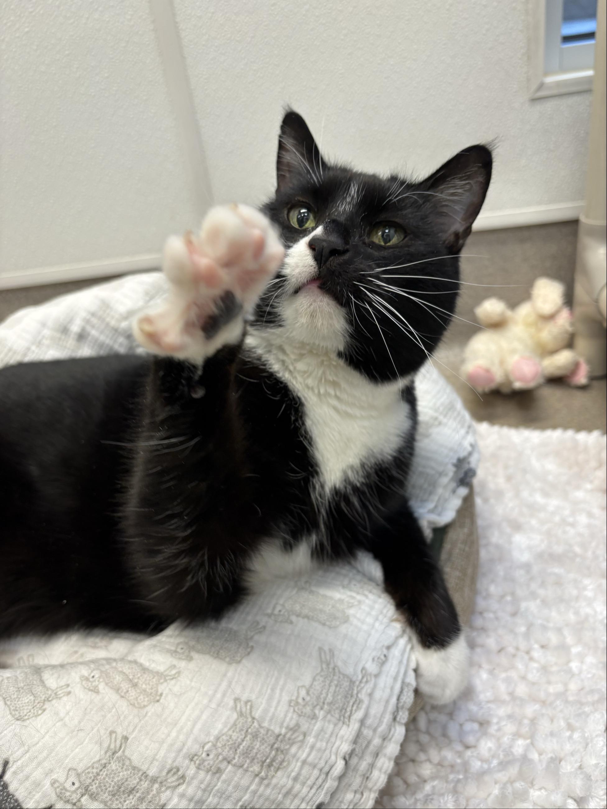 Enlarge Chloe #10363 (15 Years Old) , a Adoptable Domestic Short Hair in Langley, BC image 5/6