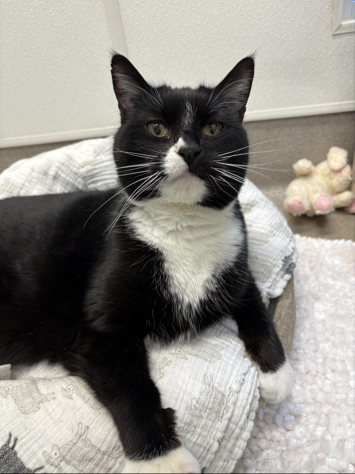 Enlarge Chloe #10363 (15 Years Old) , a Adoptable Domestic Short Hair in Langley, BC image 1/6