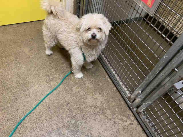 Enlarge BYRDIE, a Adoptable Maltese in Bonita, CA image 1/1