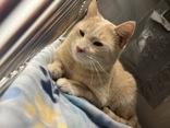 Tinsel Toes, ADOPTABLE, Adult Male Domestic Short Hair.