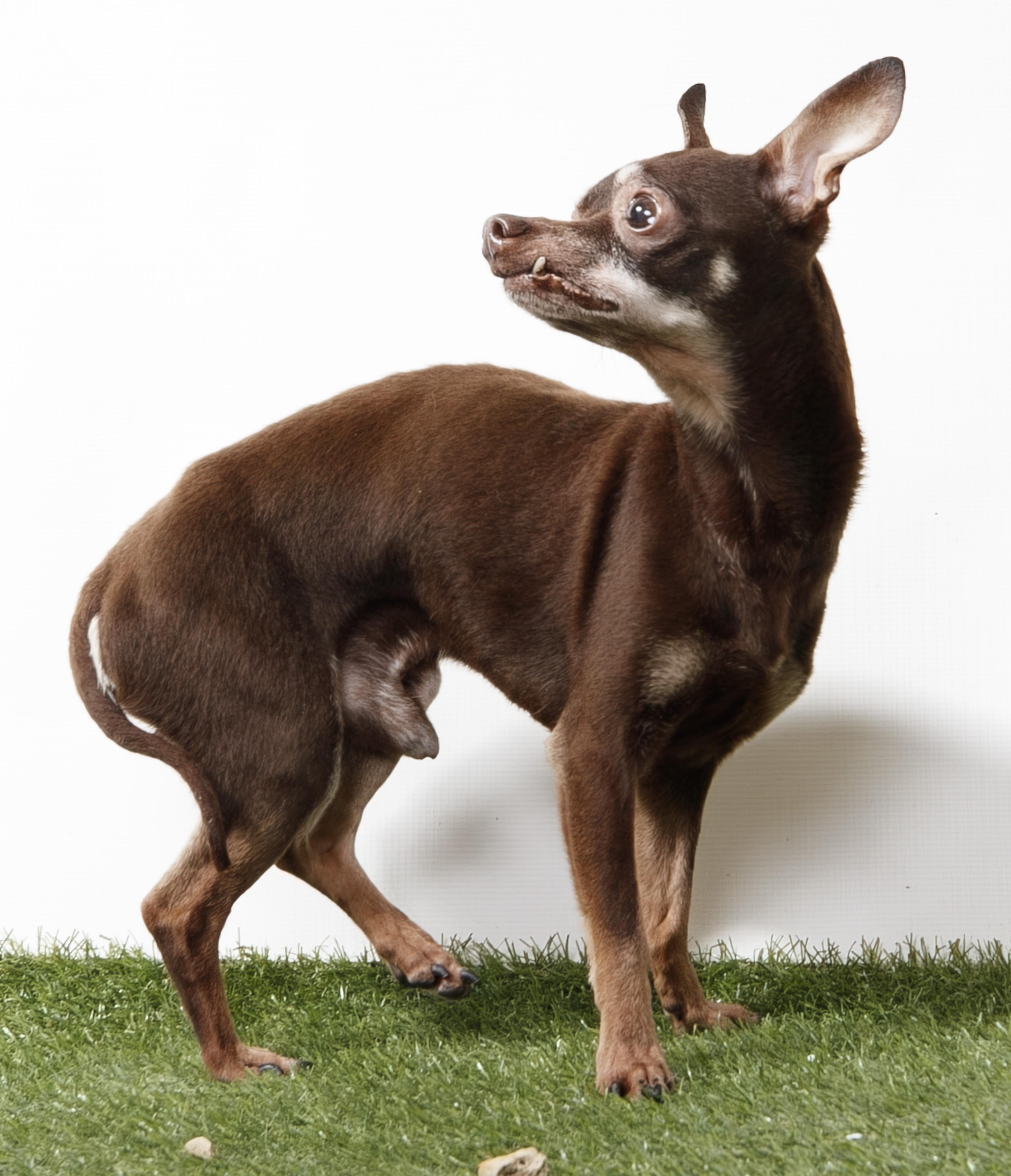 Enlarge Dexter, a Adopted Chihuahua in Harvey , LA image 2/2