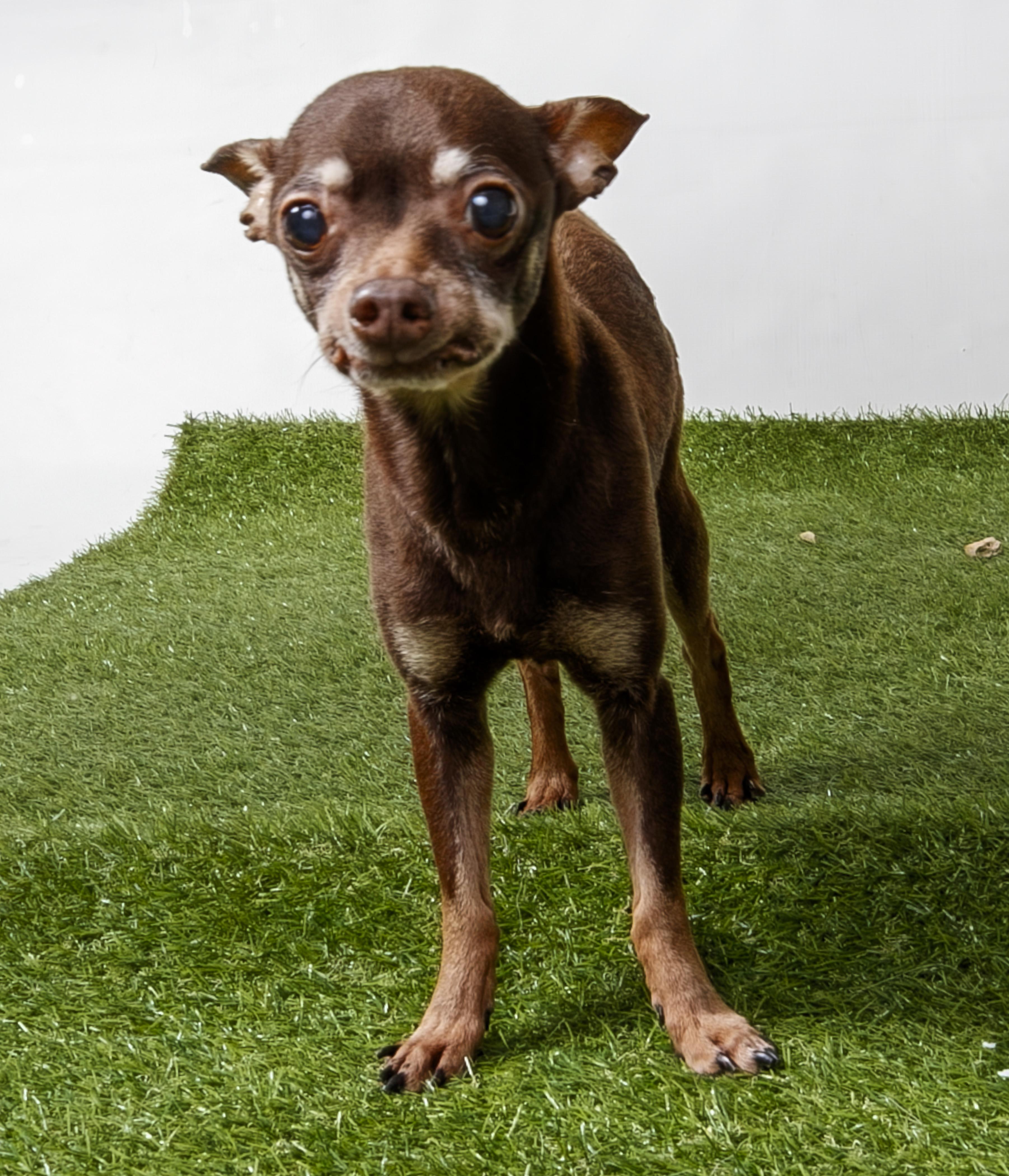 Dexter, Adopted, Senior Male Chihuahua.