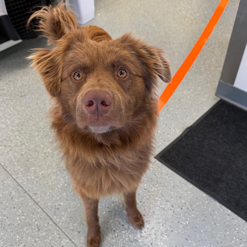 Enlarge Nugget, a Adoptable mixed breed in Galax, VA image 1/5