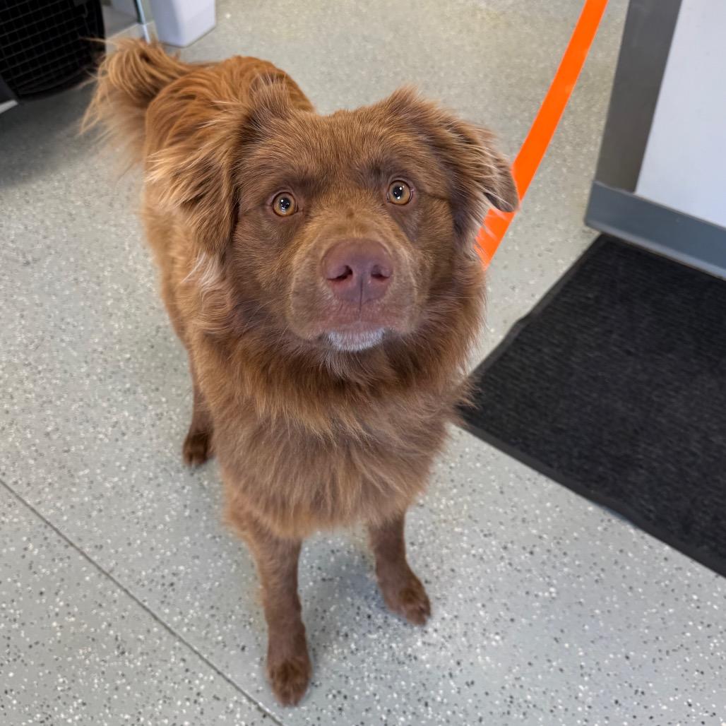 Enlarge Nugget, a Adoptable mixed breed in Galax, VA image 2/5