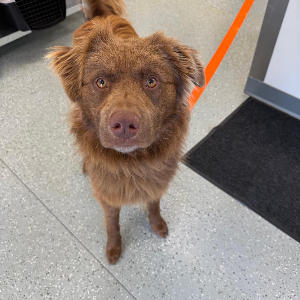 Enlarge Nugget, a Adoptable mixed breed in Galax, VA image 4/5