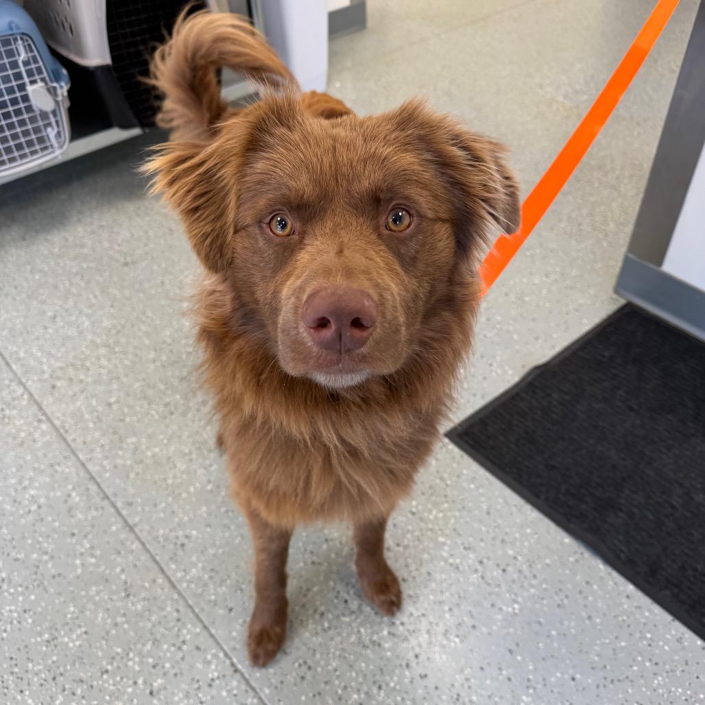 Enlarge Nugget, a Adoptable mixed breed in Galax, VA image 5/5