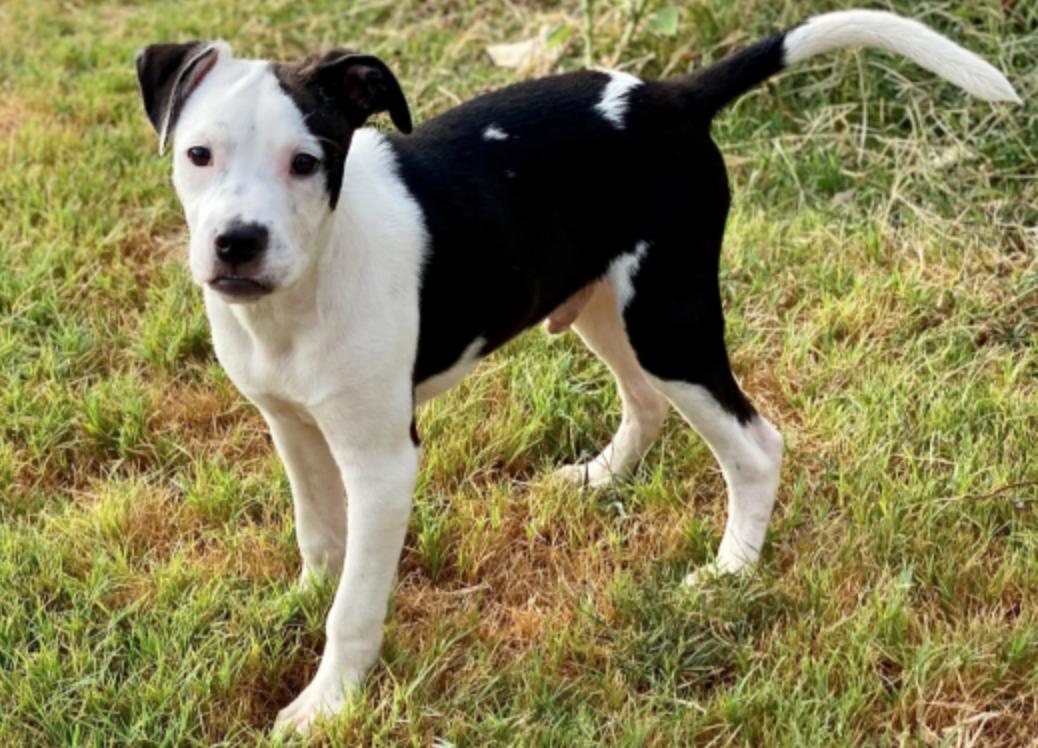 Enlarge Sullivan (Sullie), a Adopted American Bully in Manchaca, TX image 5/5