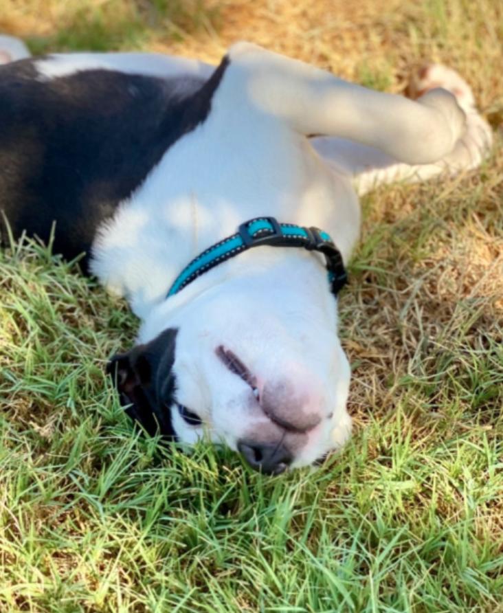 Enlarge Sullivan (Sullie), a Adopted American Bully in Manchaca, TX image 4/5