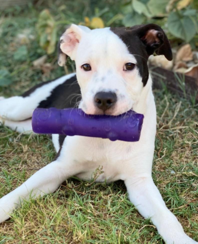 Sullivan (Sullie), Adopted, Young Female American Bully.