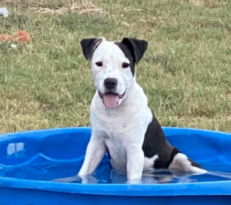 Enlarge Sullivan (Sullie), a Adopted American Bully in Manchaca, TX image 3/5