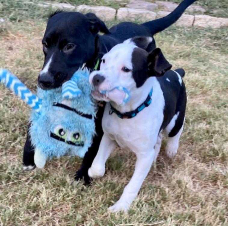 Enlarge Sullivan (Sullie), a Adopted American Bully in Manchaca, TX image 2/5