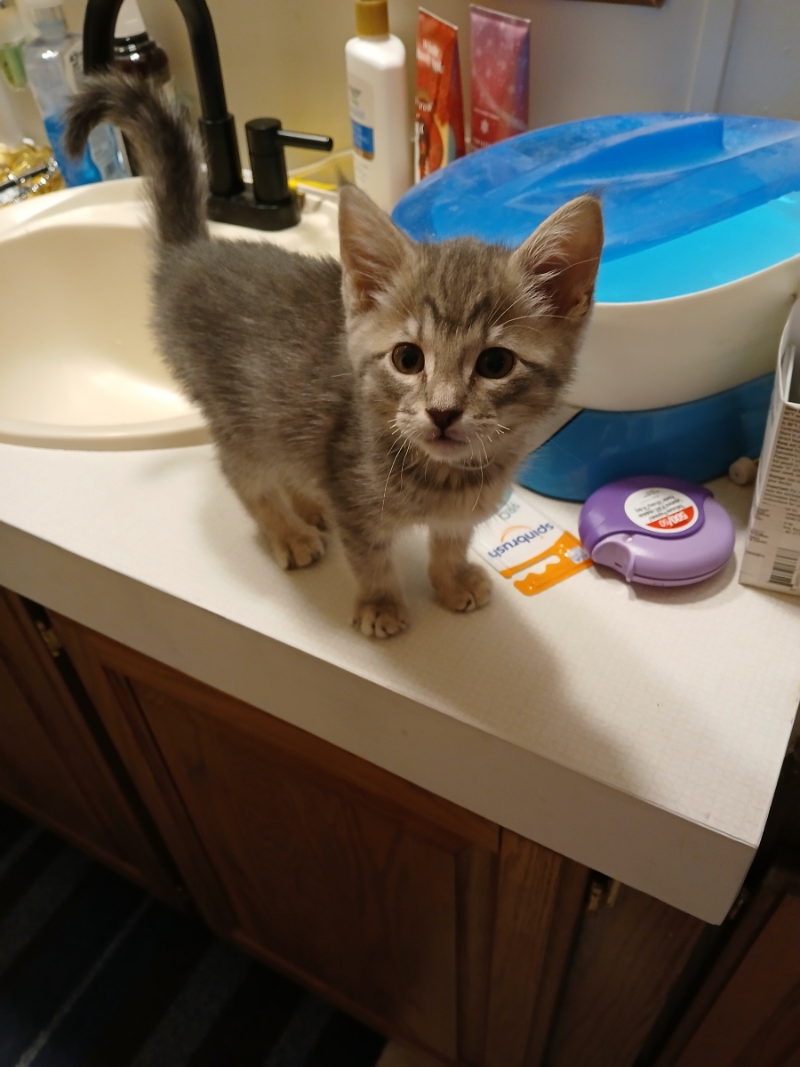Prissy, an adopted Domestic Short Hair in Bentonville, AR_image-1