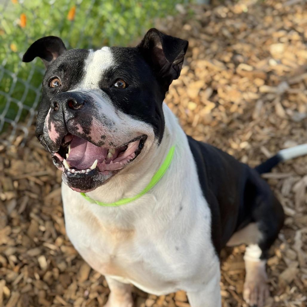 Andre, Adoptable, Adult Male Pit Bull Terrier.