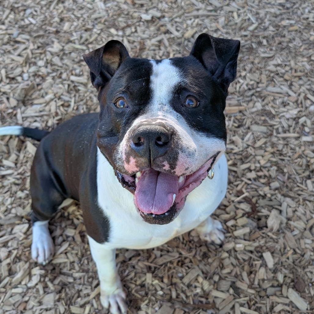 Andre, Adoptable, Adult Male Pit Bull Terrier.