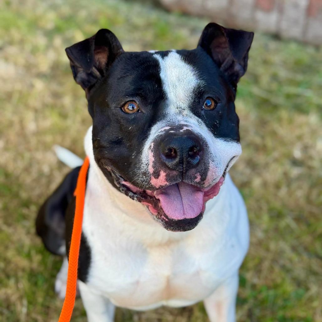 Andre, a Adoptable Pit Bull Terrier in Tacoma, WA image 3/3