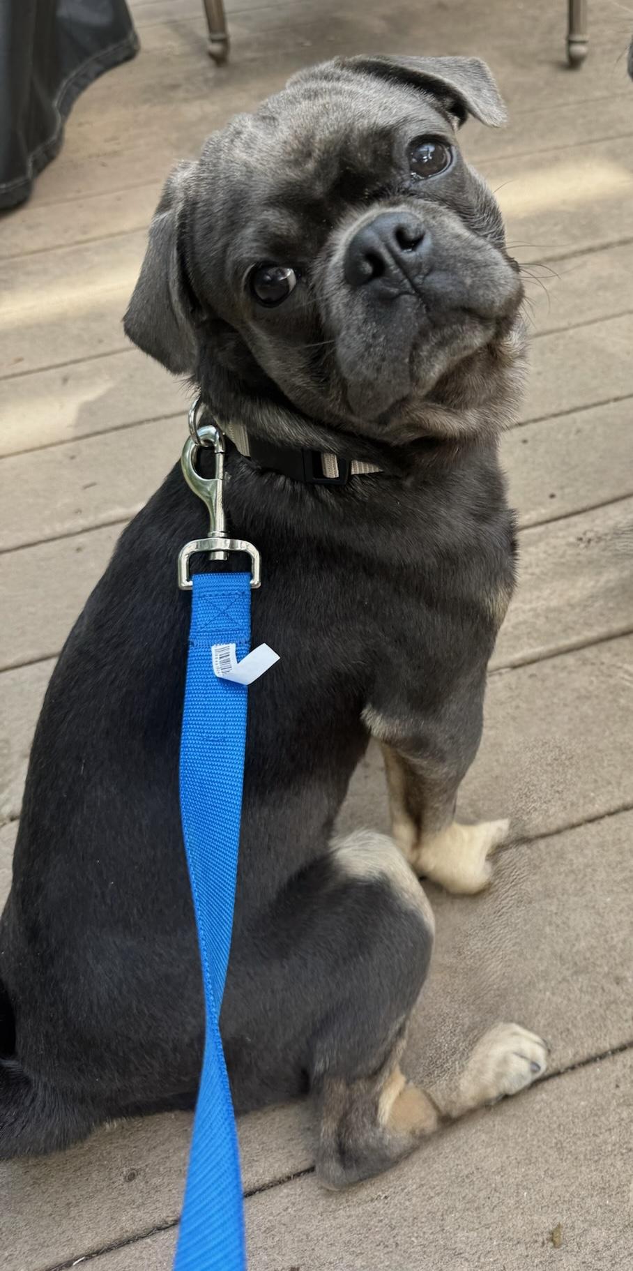 Frank, a ADOPTABLE Pug in Summerfield, NC image 1/3