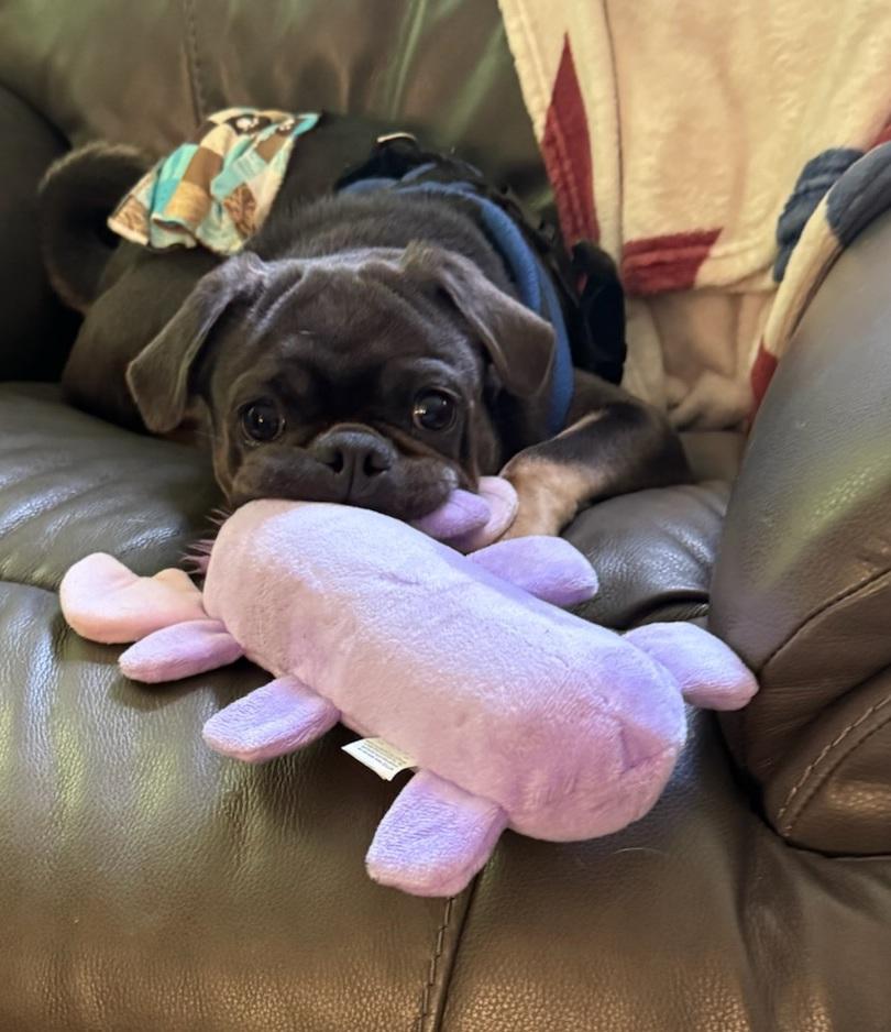 Frank, a ADOPTABLE Pug in Summerfield, NC image 3/3