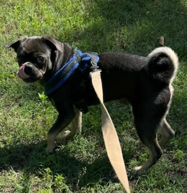 Frank, a ADOPTABLE Pug in Summerfield, NC image 2/3