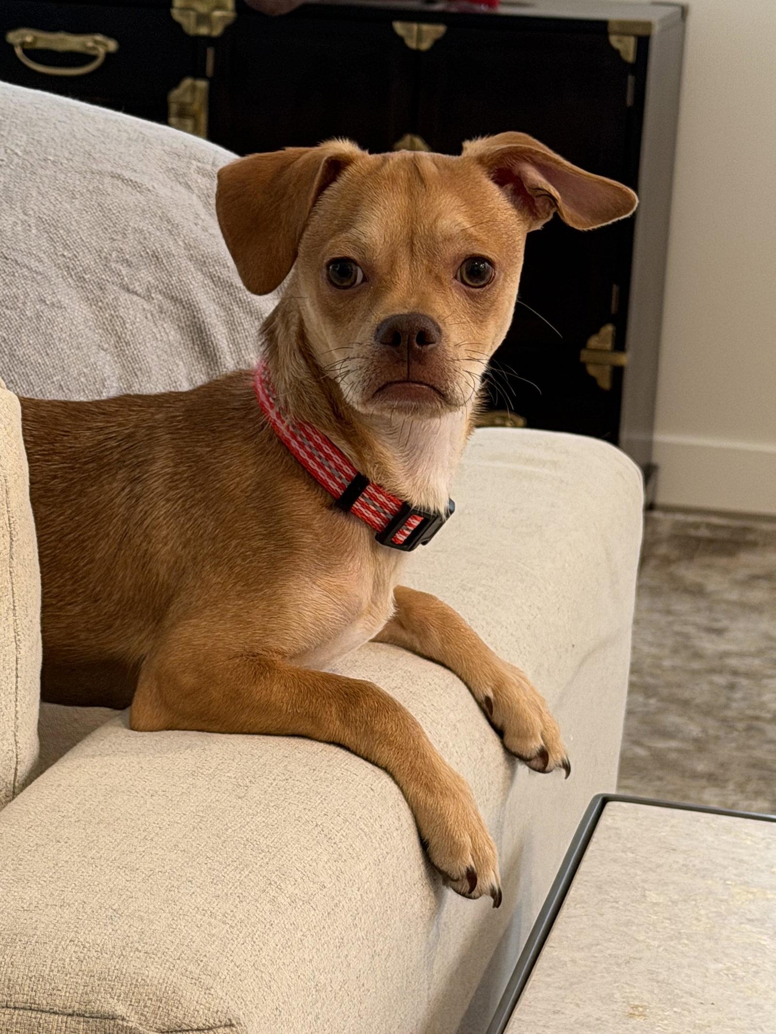 Fish Stix, Adoptable, Young Male Chihuahua & Pug.