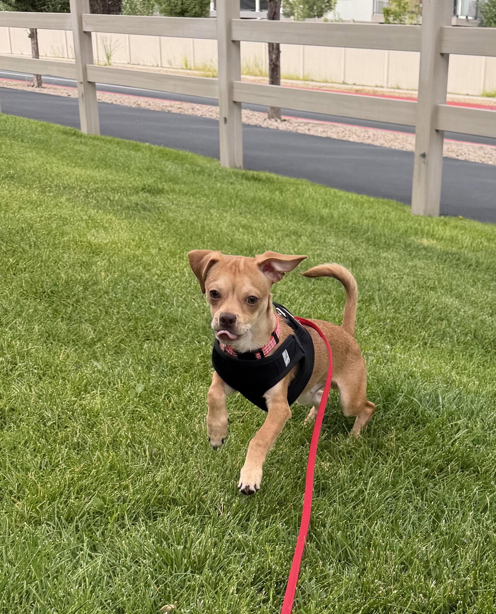 Enlarge Fish Stix, a Adoptable mixed breed in Salt Lake City, UT image 3/3