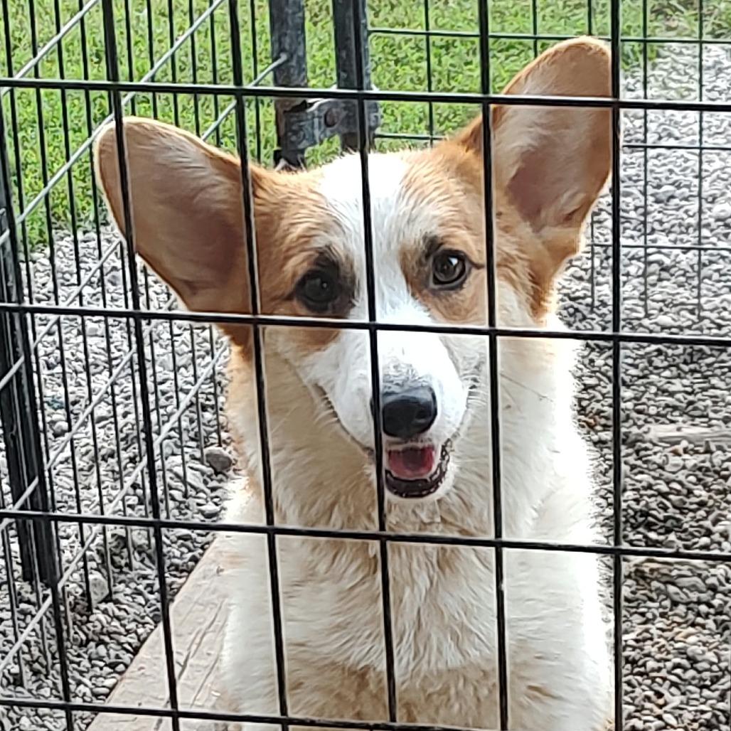 Corgnelius Jack, Adoptable, Adult Male Corgi.