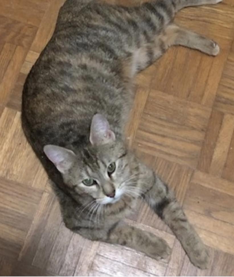 Enlarge Ember, a Adoptable Domestic Short Hair in Toronto, ON image 6/6