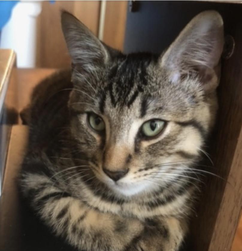 Ember, Adoptable, Young Female Domestic Short Hair.