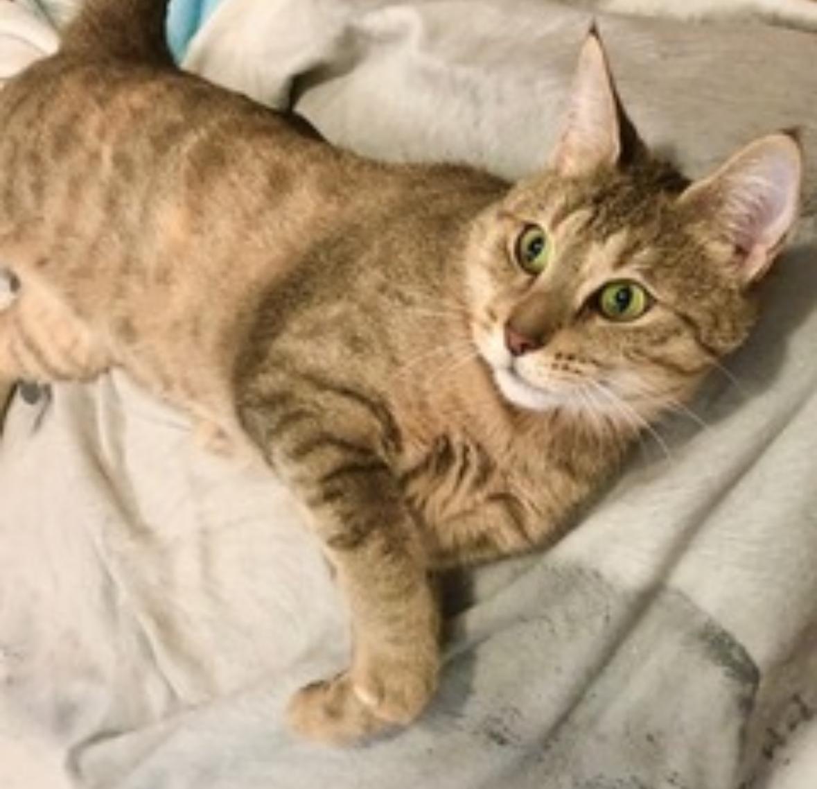 Enlarge Ember, a Adoptable Domestic Short Hair in Toronto, ON image 3/6