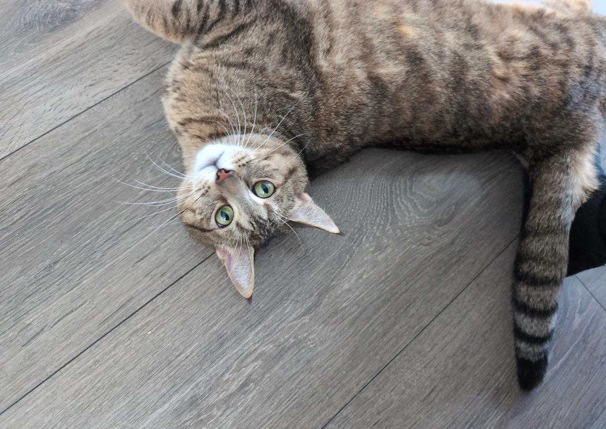 Enlarge Ember, a Adoptable Domestic Short Hair in Toronto, ON image 4/6