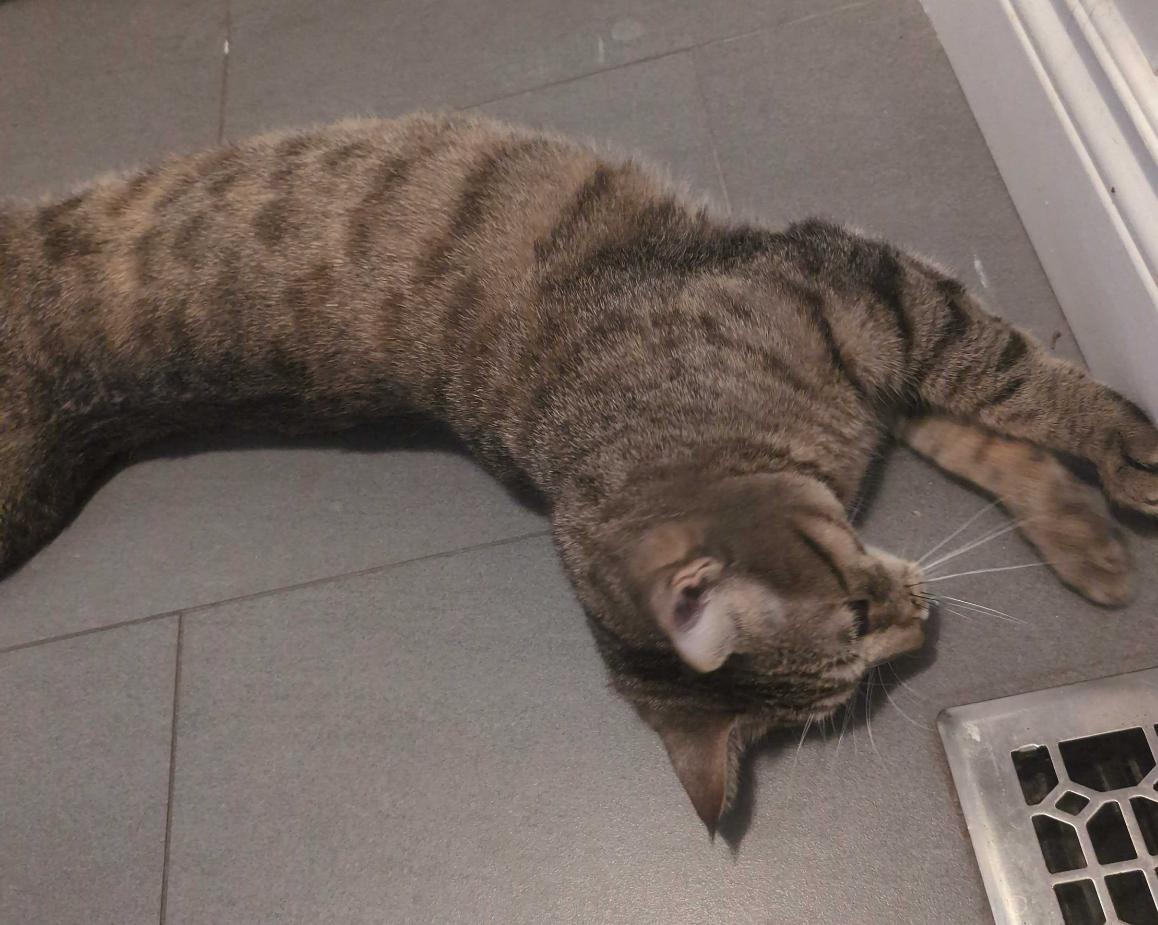 Enlarge Ember, a Adoptable Domestic Short Hair in Toronto, ON image 5/6