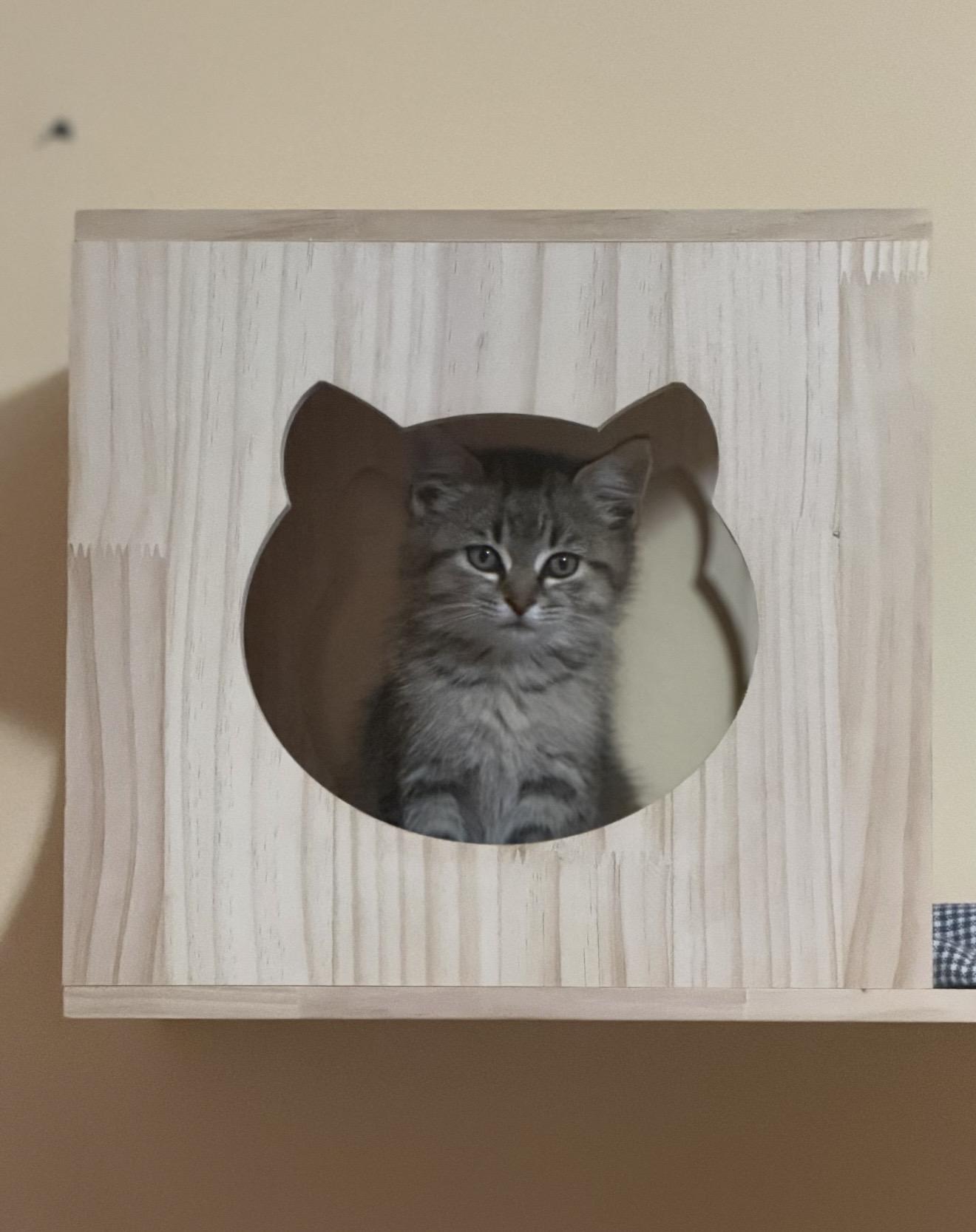 Enlarge Kortni, a Adopted Domestic Short Hair in Fertile, MN image 3/4