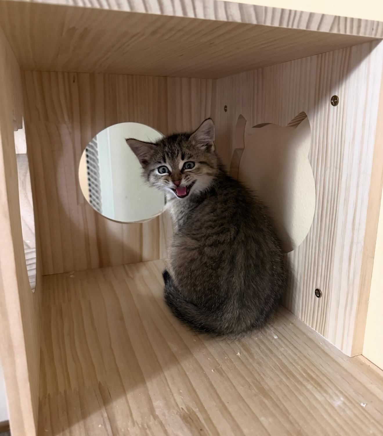 Enlarge Kortni, a Adopted Domestic Short Hair in Fertile, MN image 4/4
