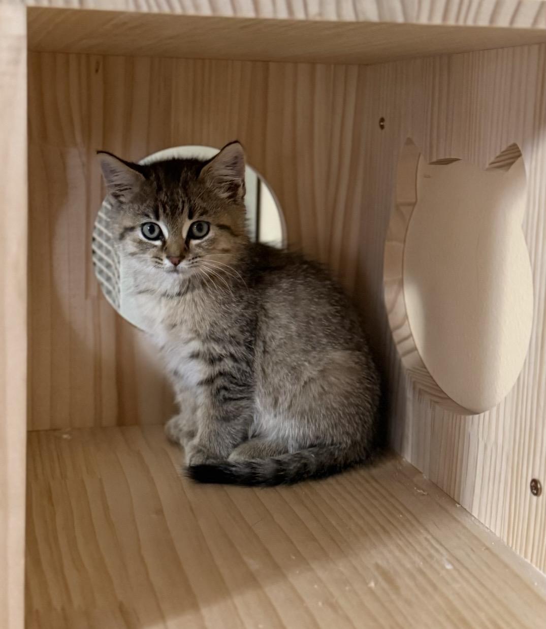 Enlarge Kortni, a Adopted Domestic Short Hair in Fertile, MN image 2/4