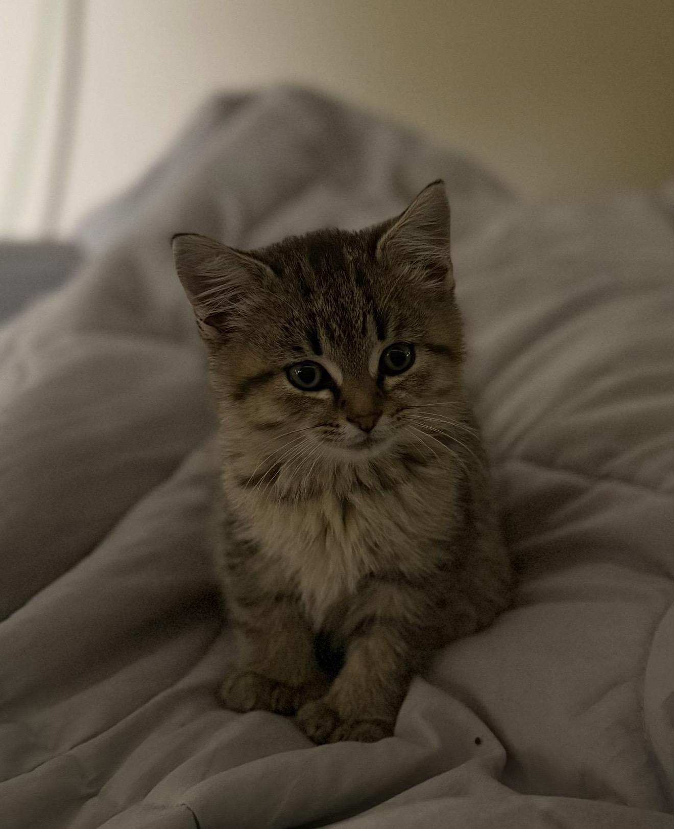 Enlarge Kortni, a Adopted Domestic Short Hair in Fertile, MN image 1/4