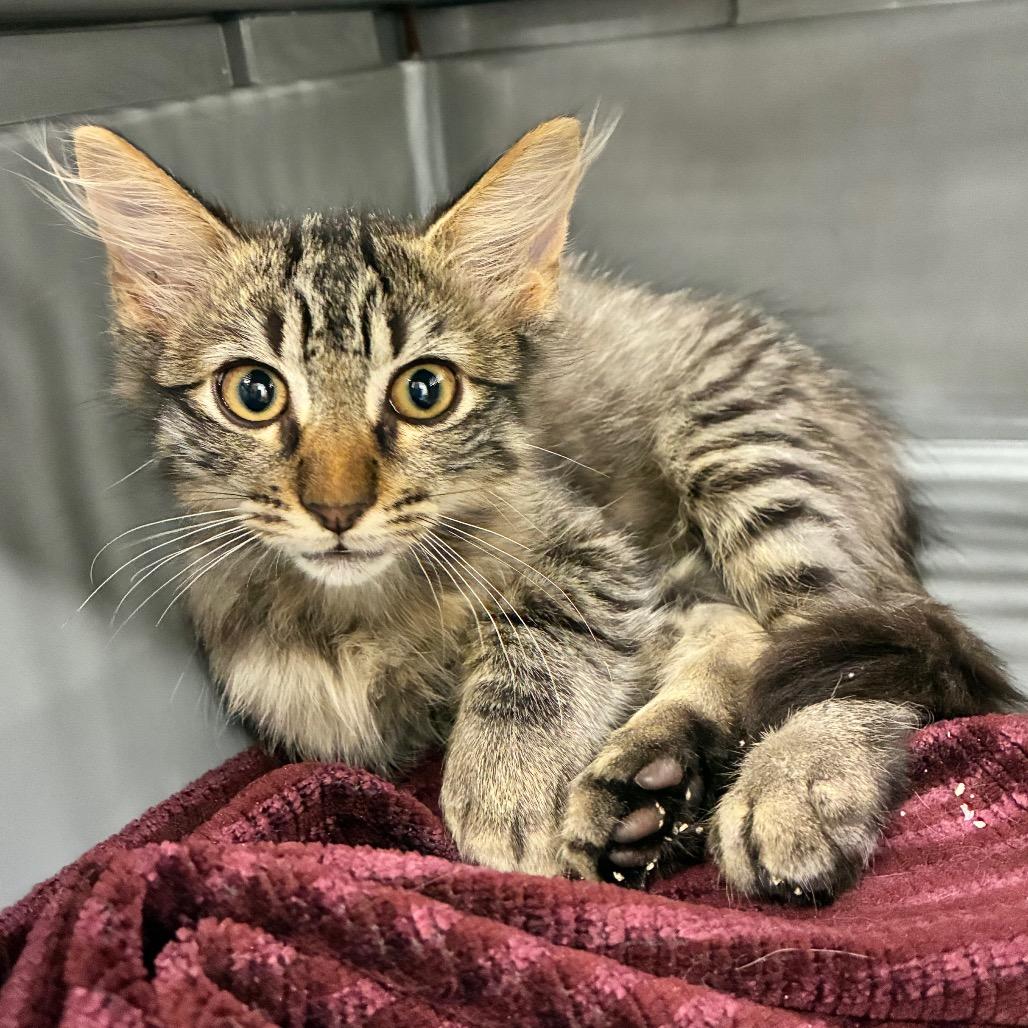 Mohan, Adoptable, Kitten Male Domestic Medium Hair.