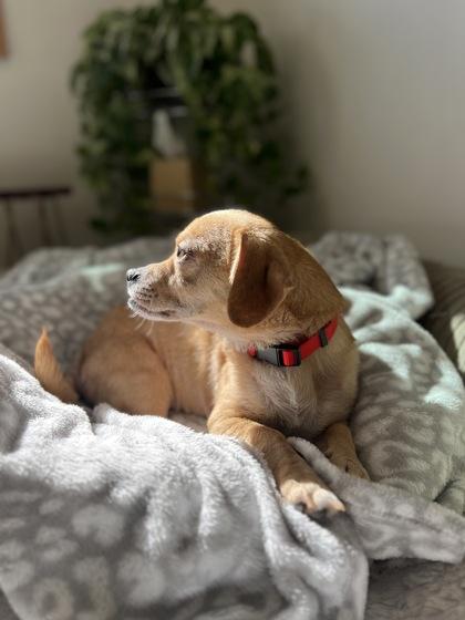 Simon, Adoptable, Adult Male Mixed Breed & Mixed Breed.
