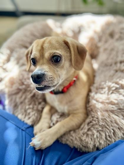 Enlarge Simon, a Adoptable mixed breed in Traverse City, MI image 2/3