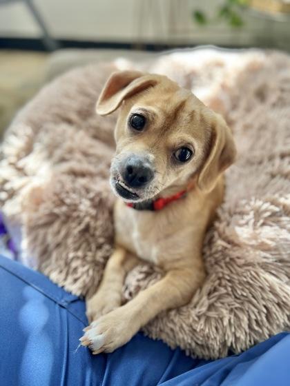 Enlarge Simon, a Adoptable mixed breed in Traverse City, MI image 3/3
