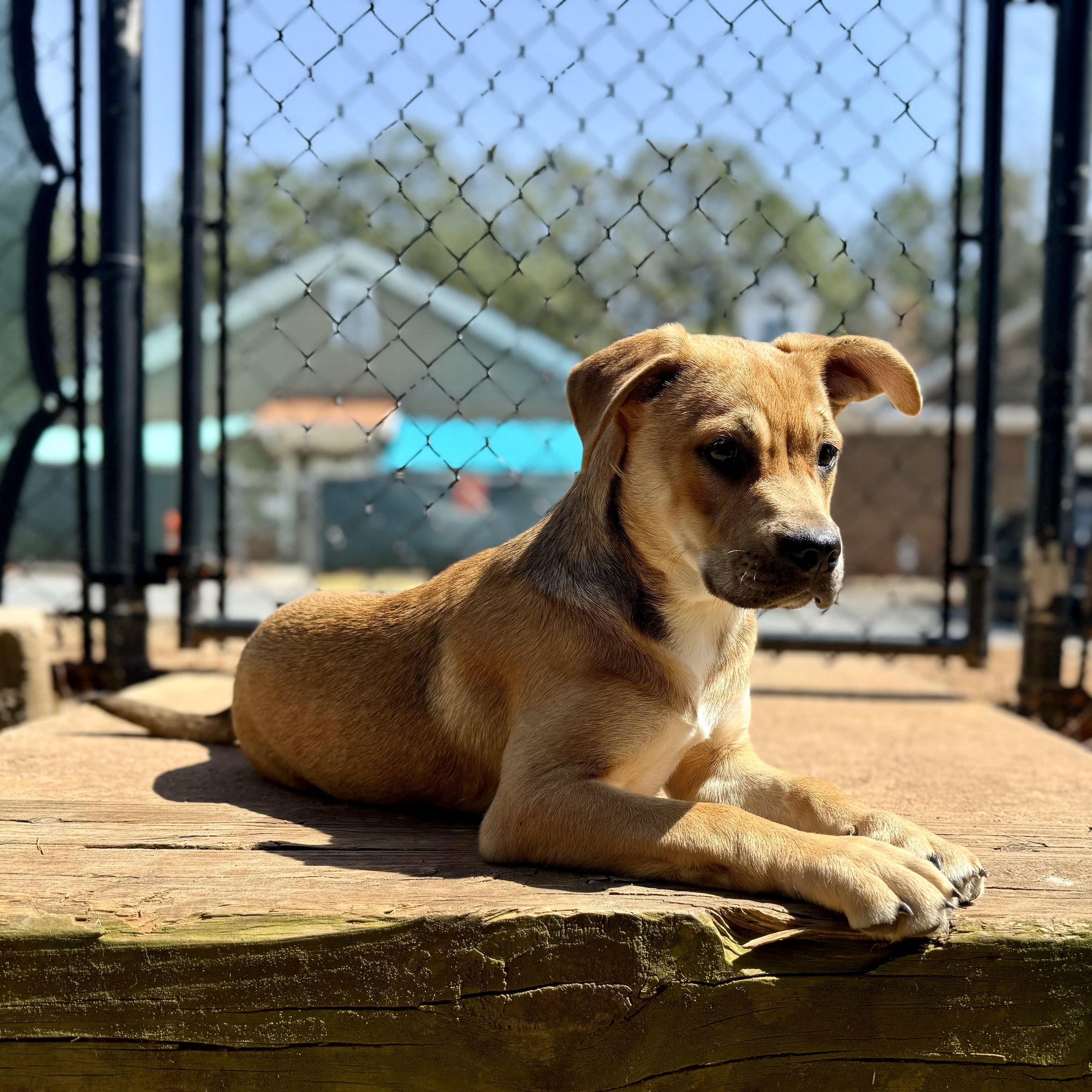 Enlarge PUPPY:  Ruby, an adopted mixed breed in Alpharetta, GA image 4/6