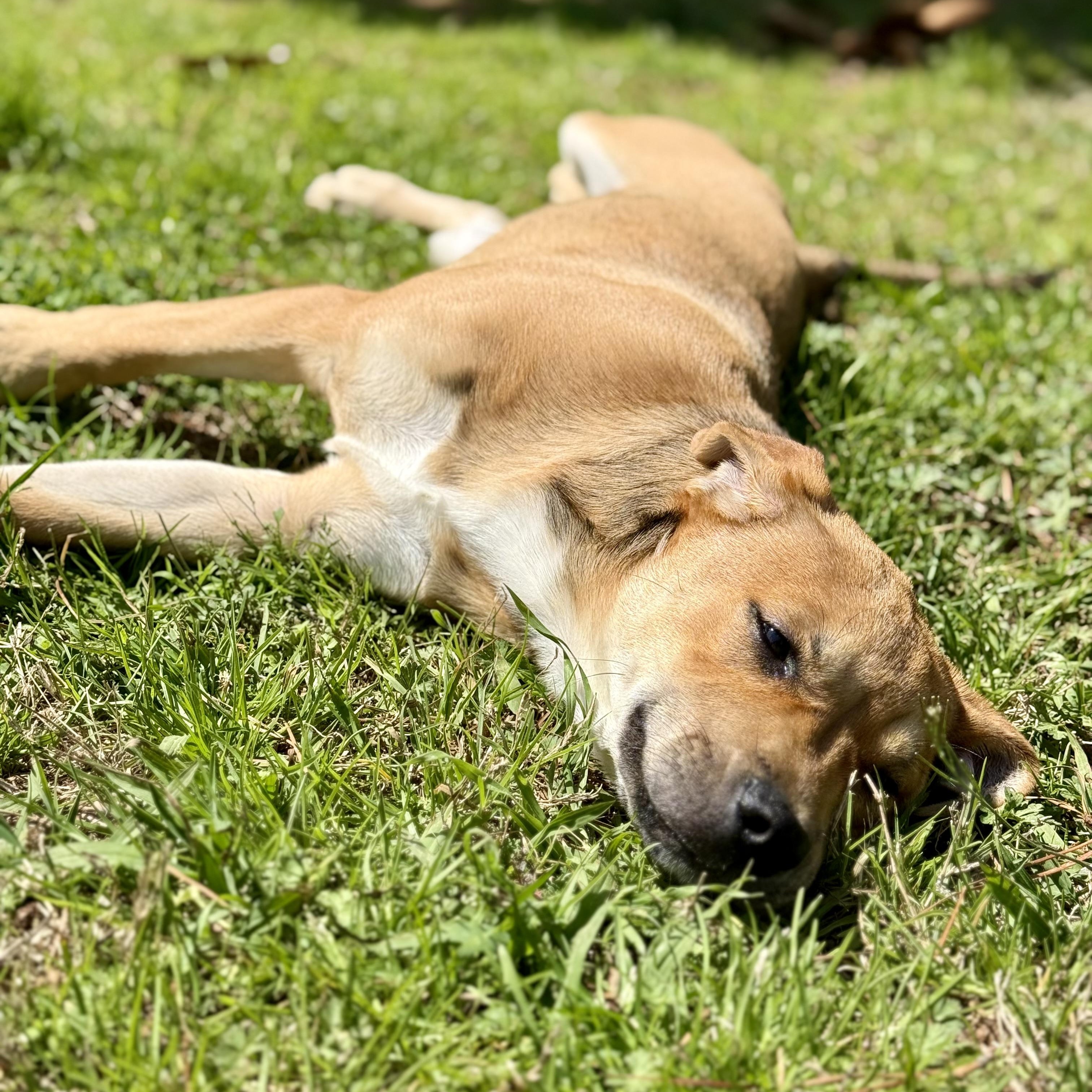 Enlarge PUPPY:  Ruby, an adopted mixed breed in Alpharetta, GA image 3/6