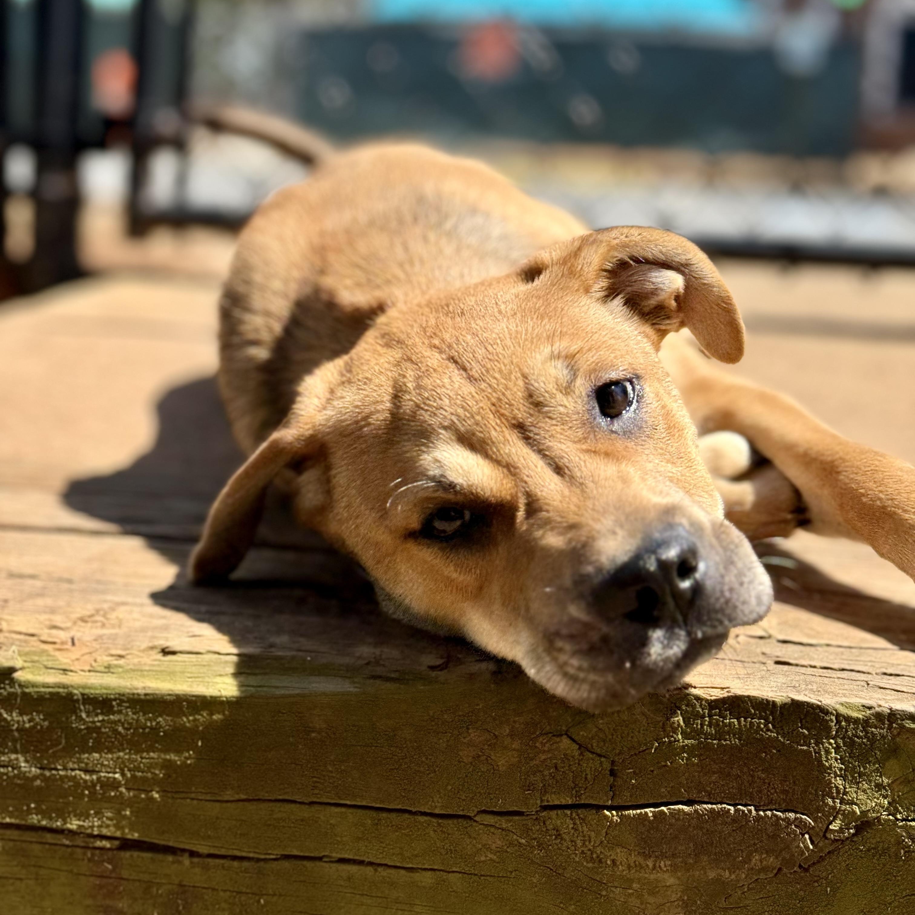 Enlarge PUPPY:  Ruby, an adopted mixed breed in Alpharetta, GA image 2/6