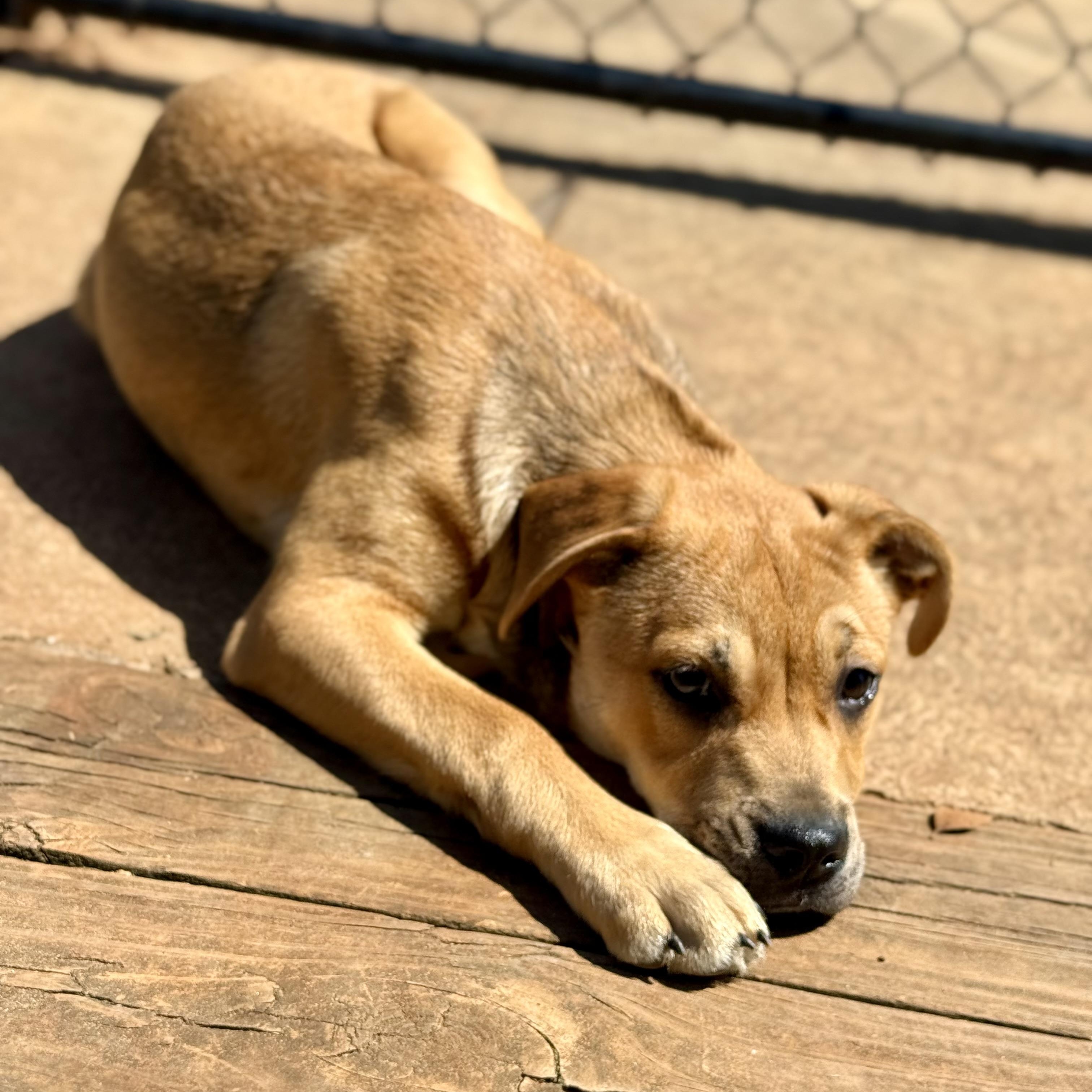 Enlarge PUPPY:  Ruby, an adopted mixed breed in Alpharetta, GA image 6/6
