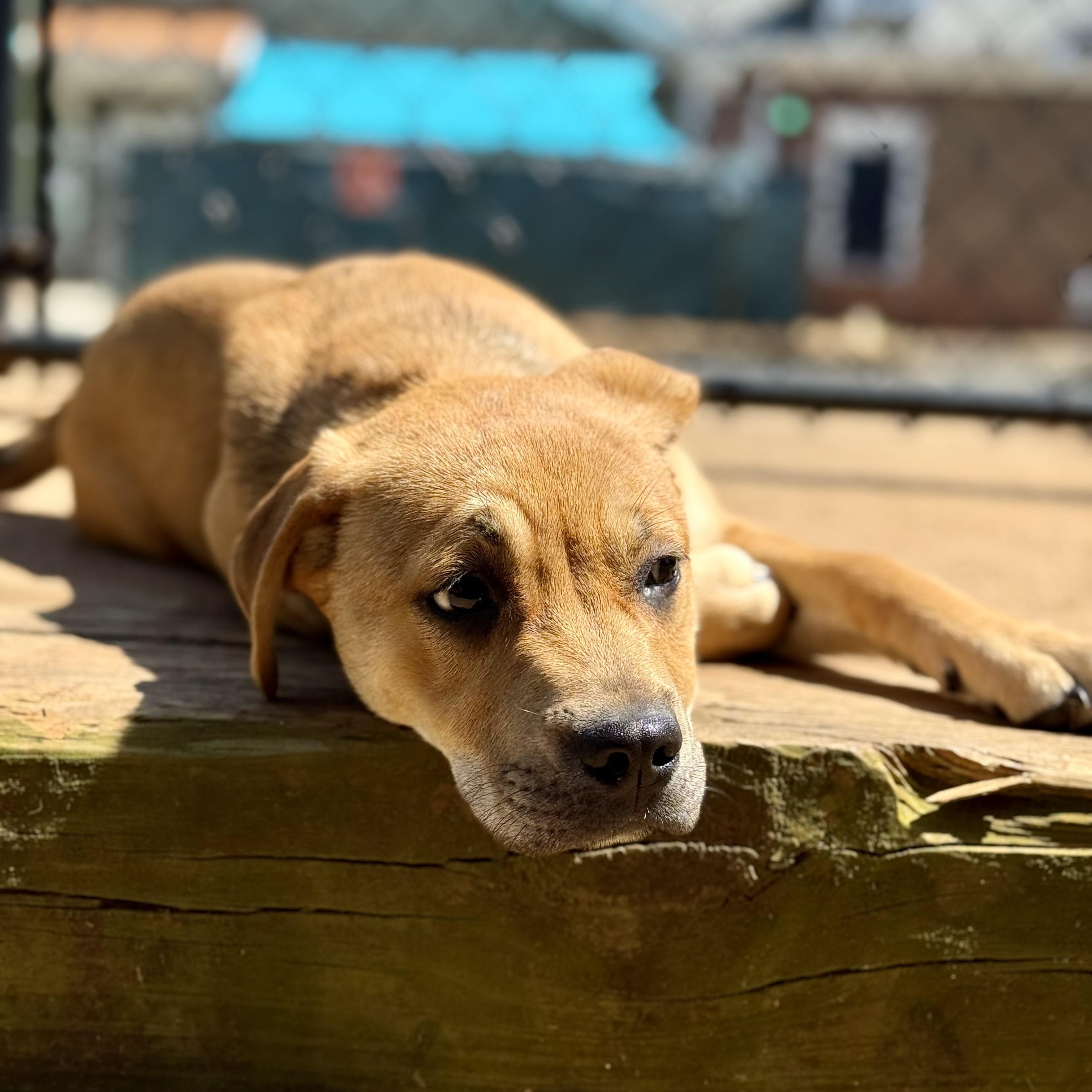 Enlarge PUPPY:  Ruby, an adopted mixed breed in Alpharetta, GA image 5/6