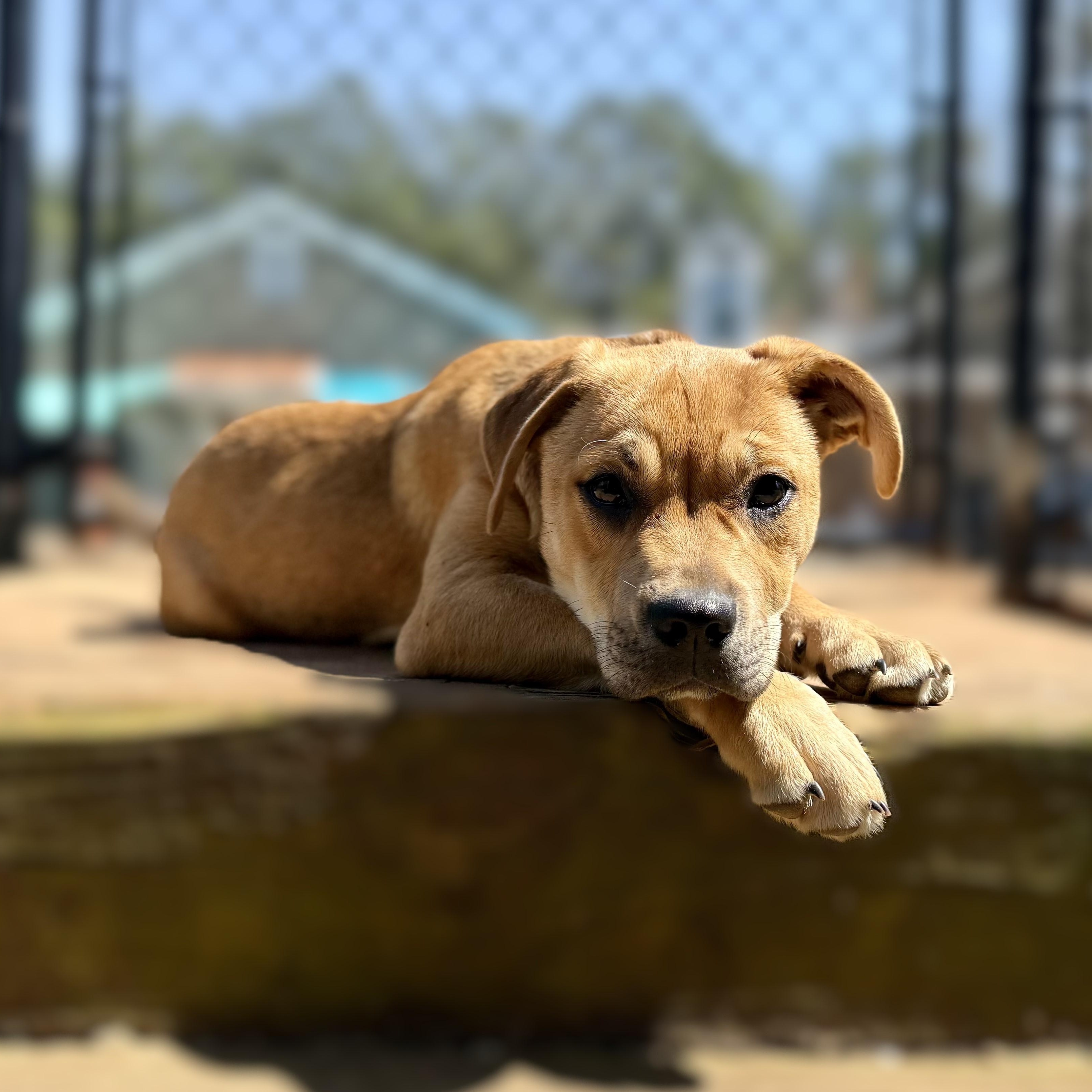 Enlarge PUPPY:  Ruby, an adopted mixed breed in Alpharetta, GA image 1/6