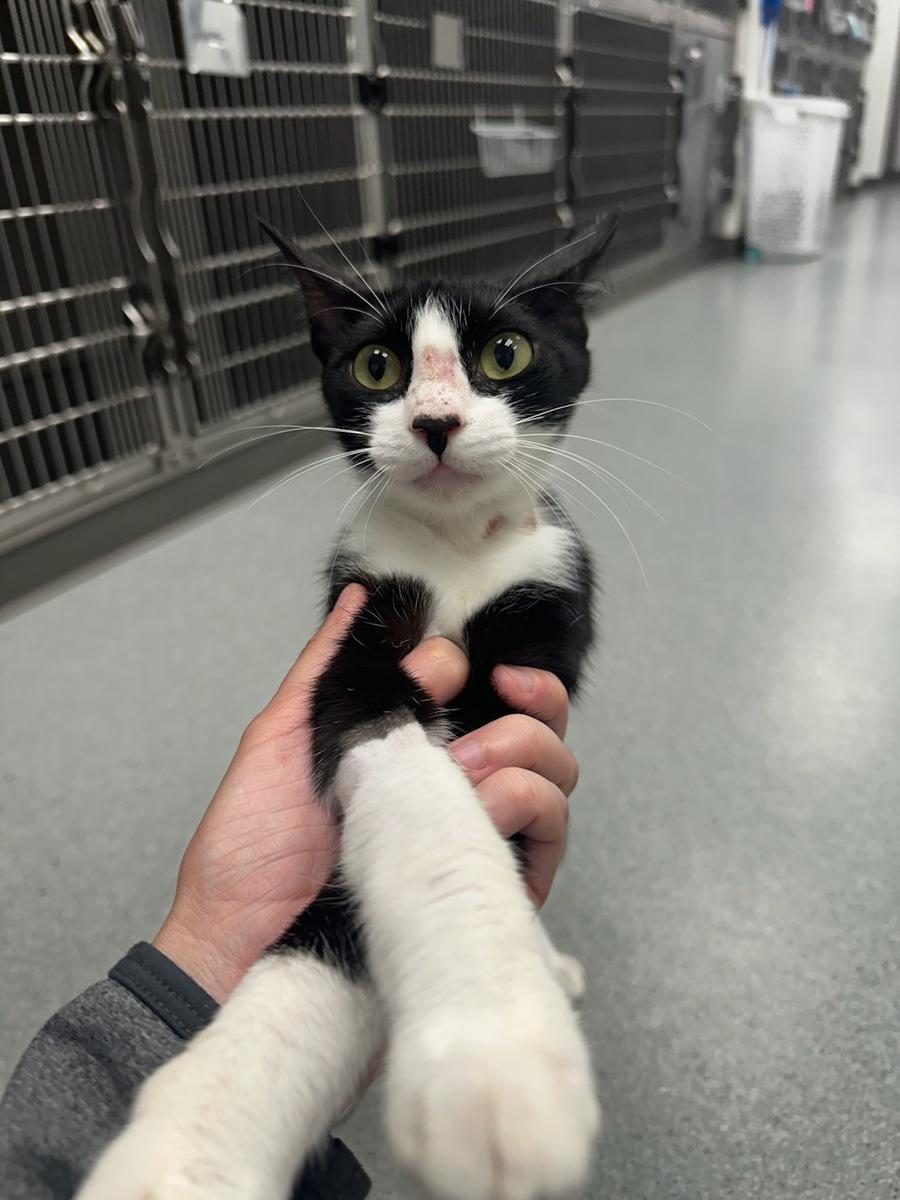 Enlarge Twilight, an adopted Domestic Short Hair in Cypress, TX image 3/3