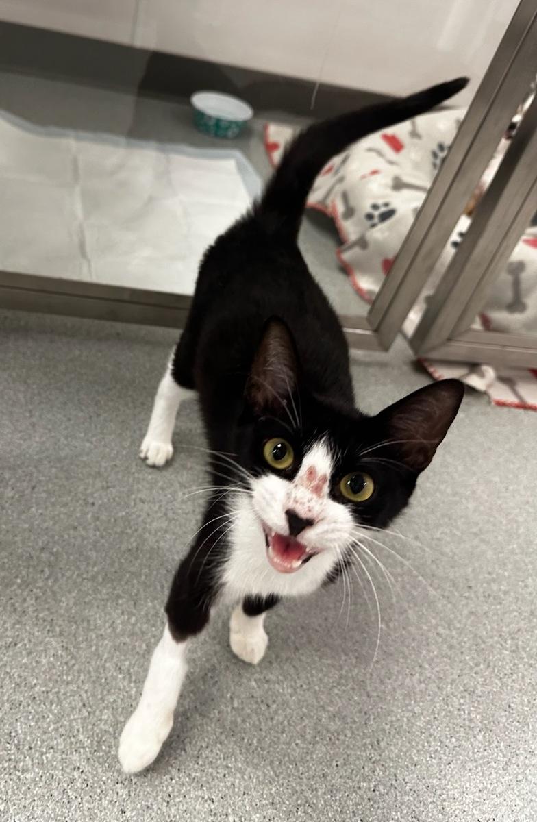 Enlarge Twilight, an adopted Domestic Short Hair in Cypress, TX image 2/3