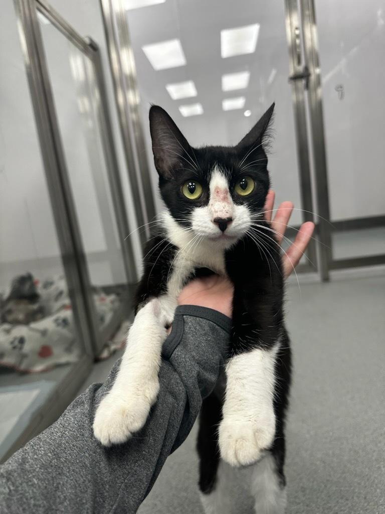 Twilight, adopted, Young Female Domestic Short Hair.