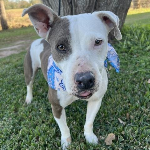 Enlarge ALLEY, a ADOPTABLE Pit Bull Terrier in Houston, TX image 4/6