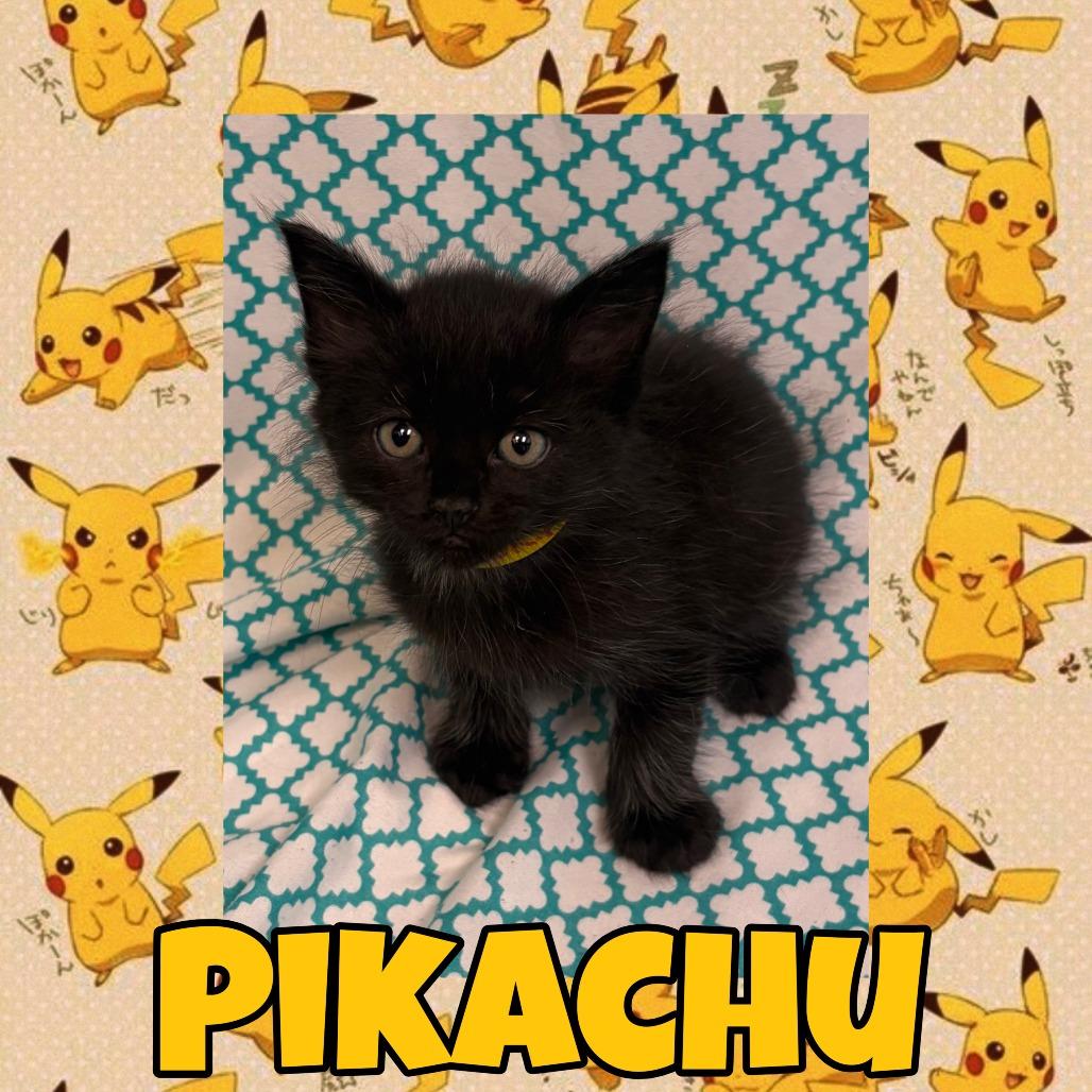 Enlarge Pikachu, a Adoptable Domestic Short Hair in Royse City, TX image 1/1