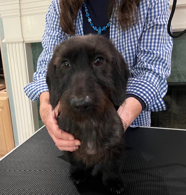 Franklin, adopted, Young Male Dachshund.